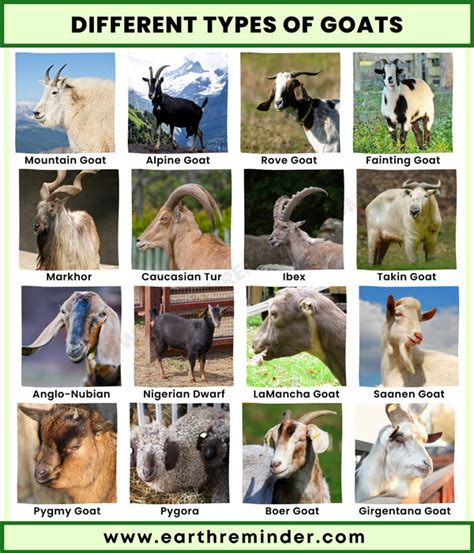 types of rams goats.